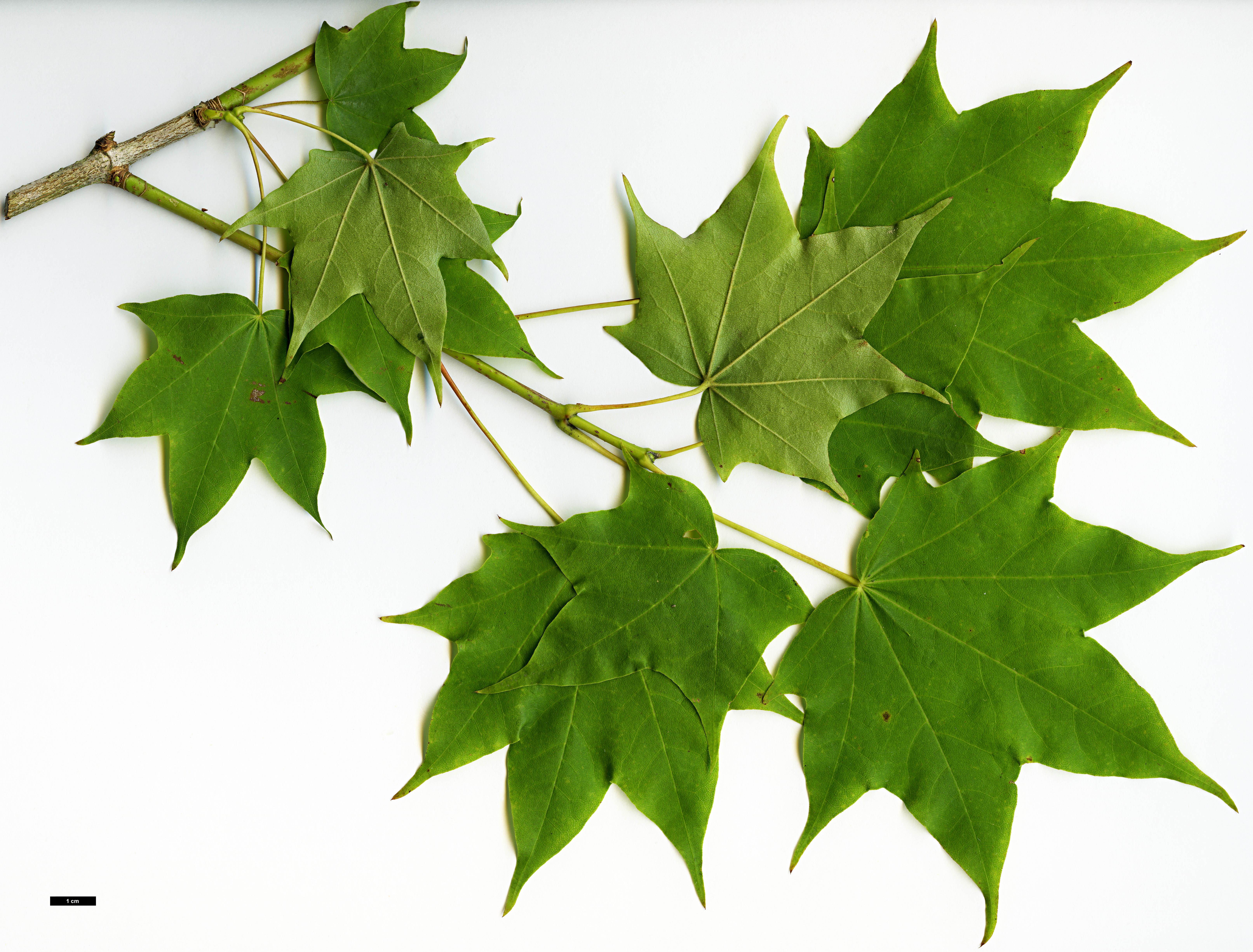 High resolution image: Family: Sapindaceae - Genus: Acer - Taxon: pictum - SpeciesSub: subsp. savatieri High resolution image: Family: Sapindaceae - Genus: Acer - Taxon: pictum - SpeciesSub: subsp. savatieri